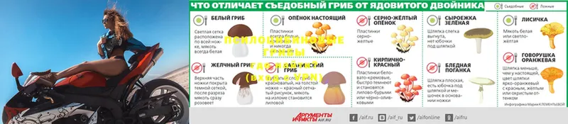 Галлюциногенные грибы MAGIC MUSHROOMS  Уржум 